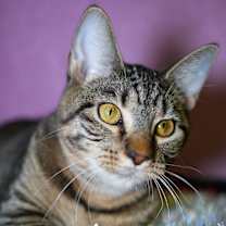 Thumbnail photo of Honeycrisp #2