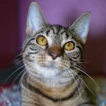 Thumbnail photo of Honeycrisp #3