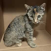 adopt-pet