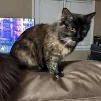 Thumbnail photo of Bear #2