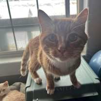 Thumbnail photo of Colonel Spitfire #2