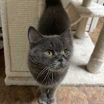 Thumbnail photo of Basbousa #1