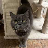 Thumbnail photo of Basbousa #2