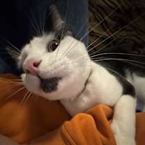 Thumbnail photo of Gino #1