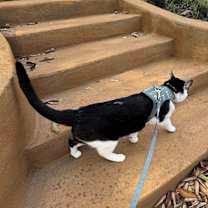 Thumbnail photo of Gino #2