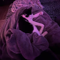 Thumbnail photo of Gino #3