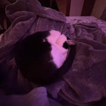 Thumbnail photo of Gino #4