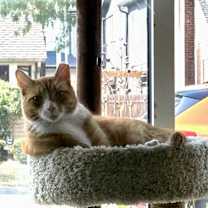 Thumbnail photo of Woodley #3