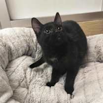 Thumbnail photo of Satin #1