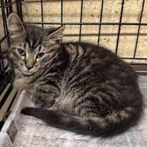 Thumbnail photo of Chandler #2