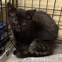 Thumbnail photo of Ross #2