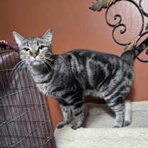 Thumbnail photo of Comet #1