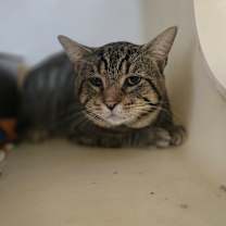 Thumbnail photo of Elleve #3