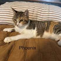 Thumbnail photo of Phoenix LH #1