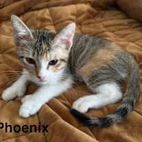 Thumbnail photo of Phoenix LH #2