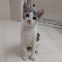 Thumbnail photo of BELLA #2