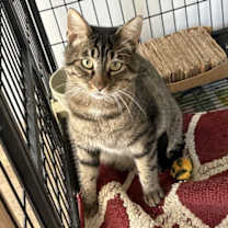 Thumbnail photo of Shady #1