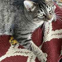 Thumbnail photo of Shady #2