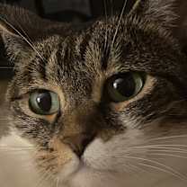 Thumbnail photo of Abby #1