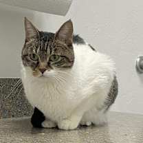 Thumbnail photo of Abby #2