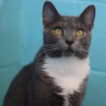 Thumbnail photo of Pebbles #1