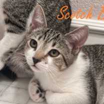 Thumbnail photo of Scotch Bonnet #2