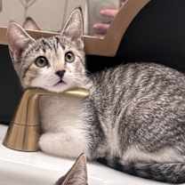 Thumbnail photo of Scotch Bonnet #3