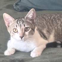 Thumbnail photo of Scotch Bonnet #4