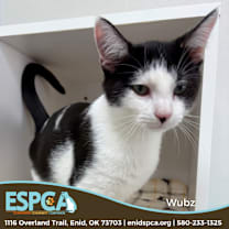 Thumbnail photo of Wubz #1