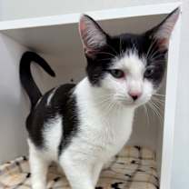 Thumbnail photo of Wubz #2