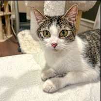 Thumbnail photo of Sisco #4