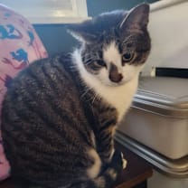 Thumbnail photo of Pepper #2