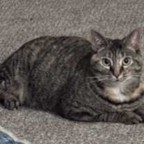 Thumbnail photo of Goldie 2.0 #2