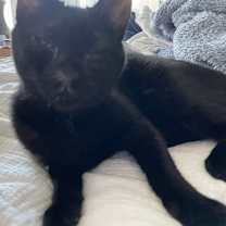 Thumbnail photo of Gia #3