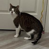 Thumbnail photo of Pepper #3