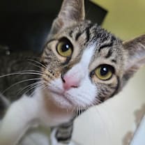 Thumbnail photo of Troy #1