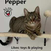 Thumbnail photo of Pepper #1