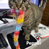 Thumbnail photo of Pepper #2