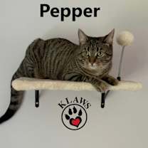 Thumbnail photo of Pepper #3