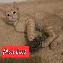 Thumbnail photo of Marcus #3