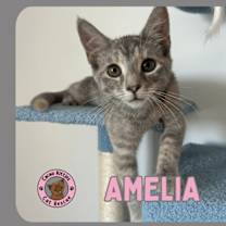 Thumbnail photo of Amelia #1