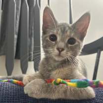 Thumbnail photo of Amelia #3