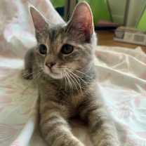 Thumbnail photo of Amelia #4