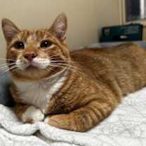 Thumbnail photo of Fanta #1