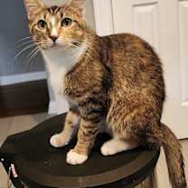 Thumbnail photo of Squirrel Girl Mchotpants #1