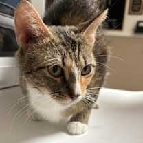 Thumbnail photo of Squirrel Girl Mchotpants #2