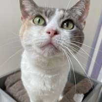 Thumbnail photo of Peanut #2