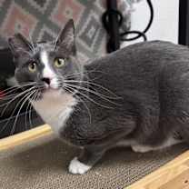 Thumbnail photo of Willow 4864 #1