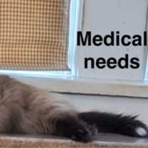 Thumbnail photo of Chanel (Fru Fru Litter) #1