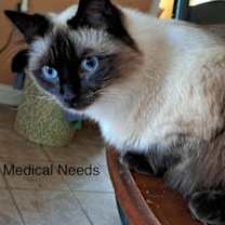 Thumbnail photo of Chanel (Fru Fru Litter) #3